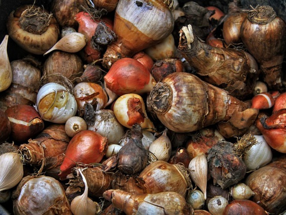 Příprava cibulek na zimu, jak je správně zazimovat?