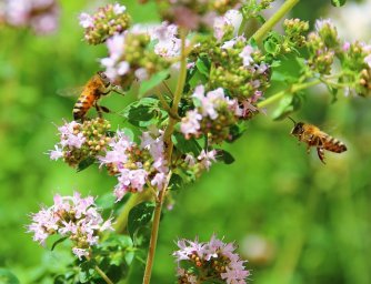 Obyčejná bylina, která může přivést včely na vaši zahradu