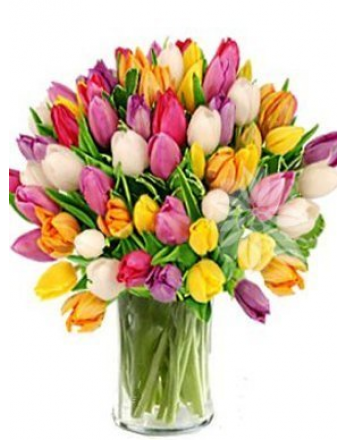 свежие тюльпаны