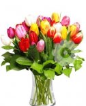 TULIPÁNY 2