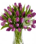 TULIPÁNY 3
