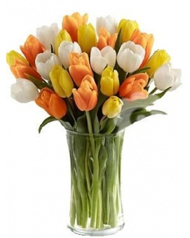TULIPÁNY 5