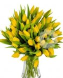 tulips 7