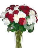 REDWHITE ROSES