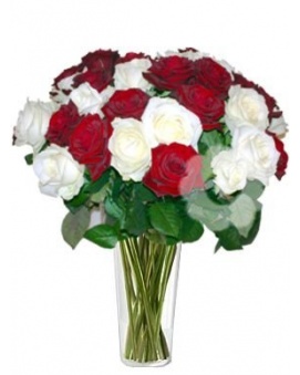 Белый и красная роза