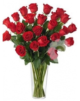 ČERVENÉ RŮŽE